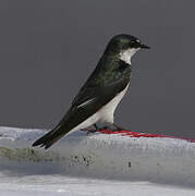 Mangrove Swallow