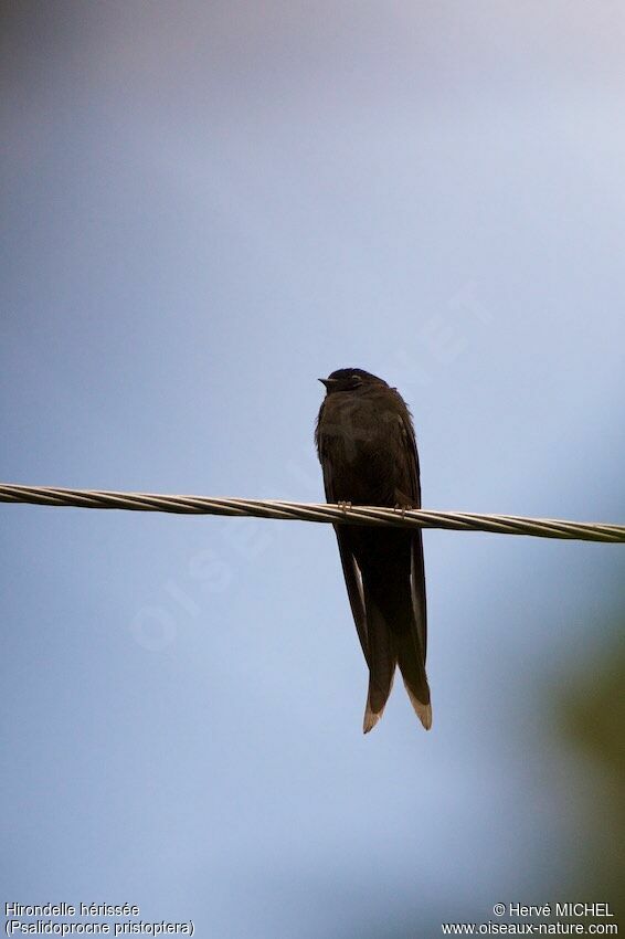 Black Saw-wing