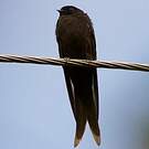 Hirondelle hérissée