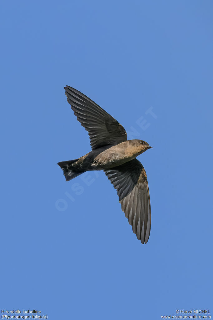 Large Rock Martin
