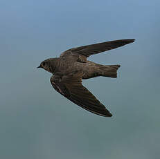 Hirondelle isabelline