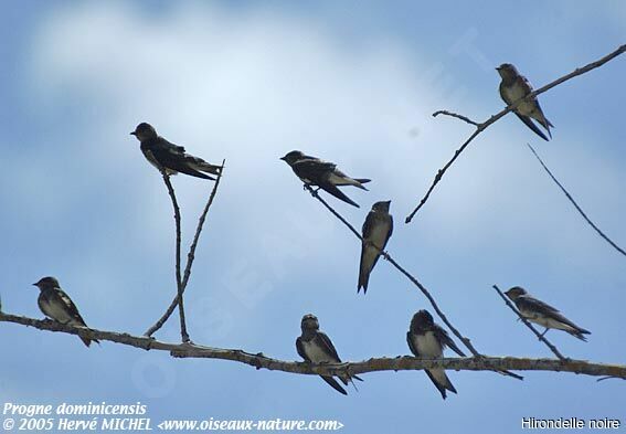 Purple Martin