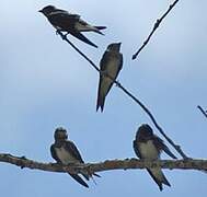 Purple Martin