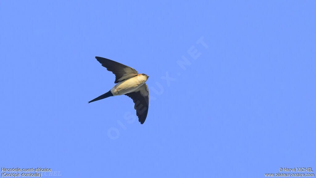 West African Swallowadult