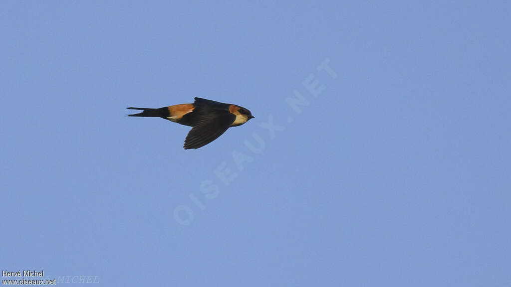 West African Swallowadult