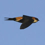 West African Swallow