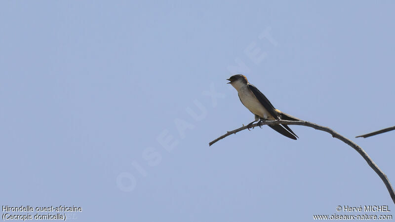 West African Swallow
