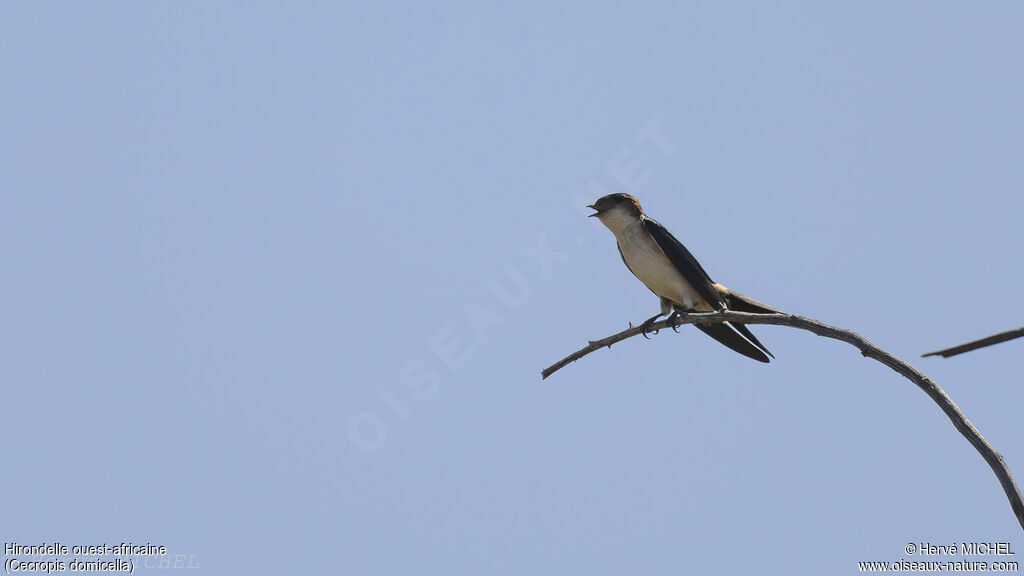 Hirondelle ouest-africaine