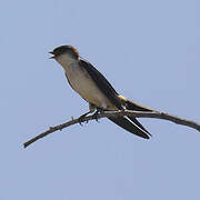 West African Swallow