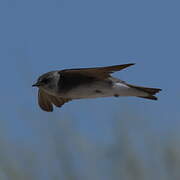 Pale Martin