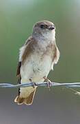 Brown-throated Martin