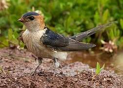 Red-rumped Swallow