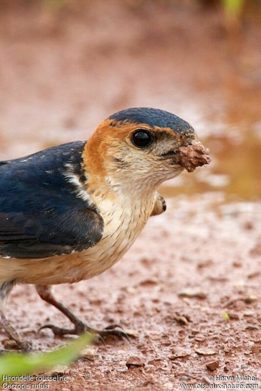 European Red-rumped Swallowadult breeding