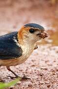 Red-rumped Swallow