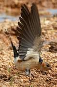 Red-rumped Swallow