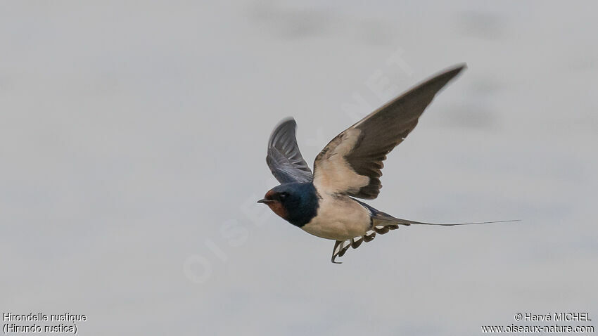 Hirondelle rustique mâle adulte nuptial