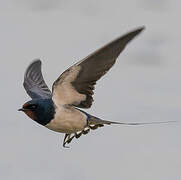 Barn Swallow