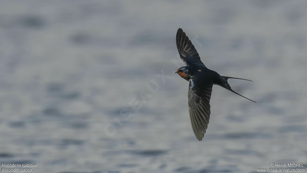 Barn Swallow