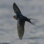 Barn Swallow