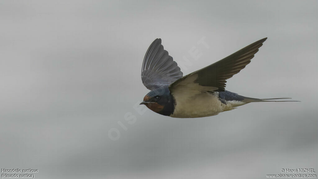 Barn Swallow