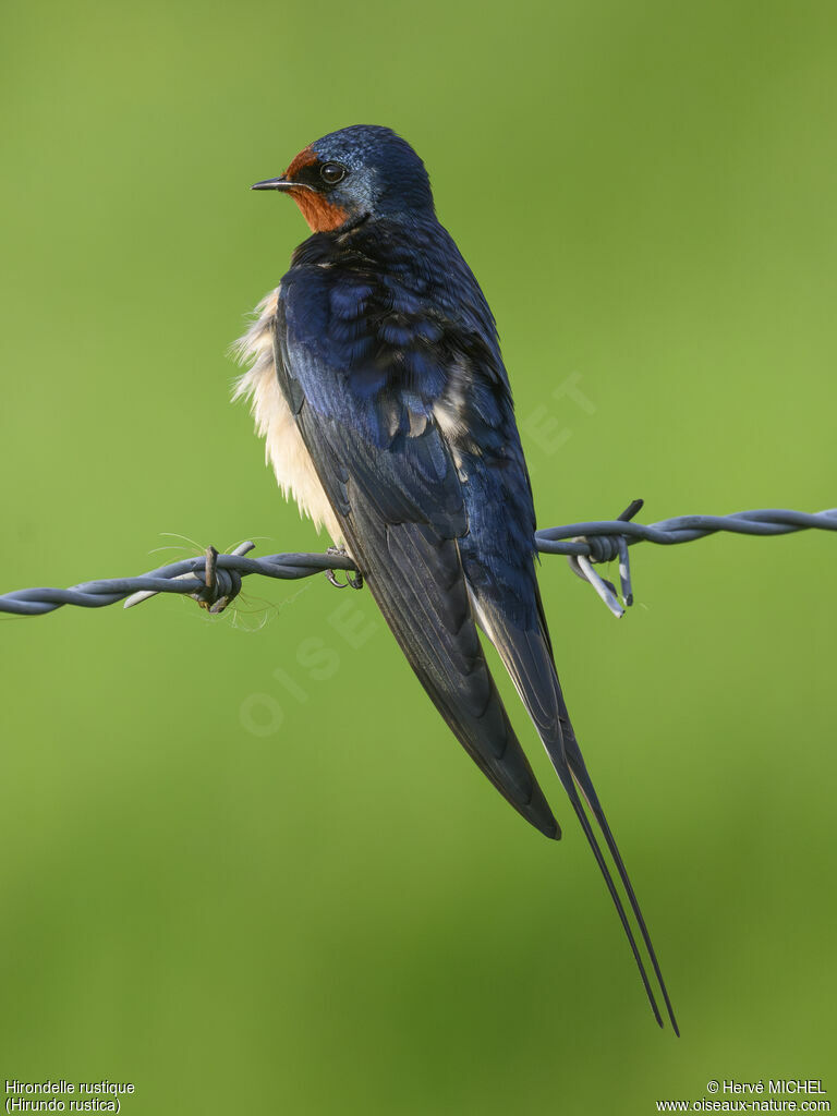 Barn Swallow male adult breeding