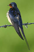 Barn Swallow