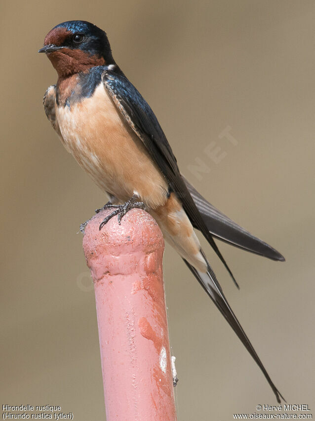 Barn Swallow male adult breeding