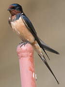 Barn Swallow