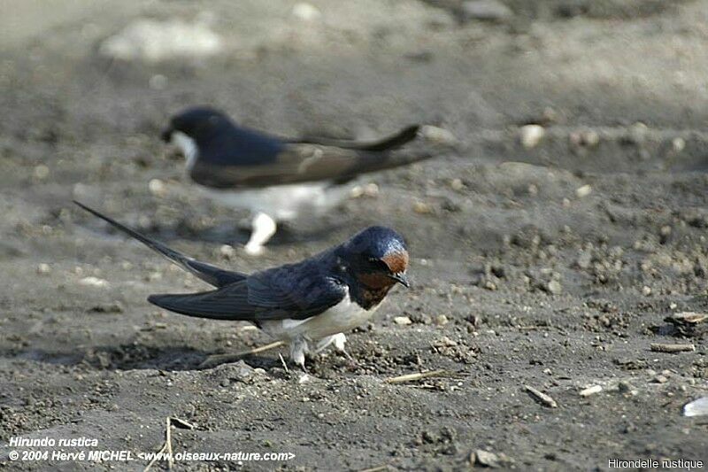 Barn Swallow