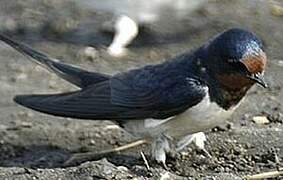 Barn Swallow