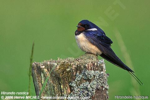 Barn Swallowadult