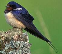 Barn Swallow