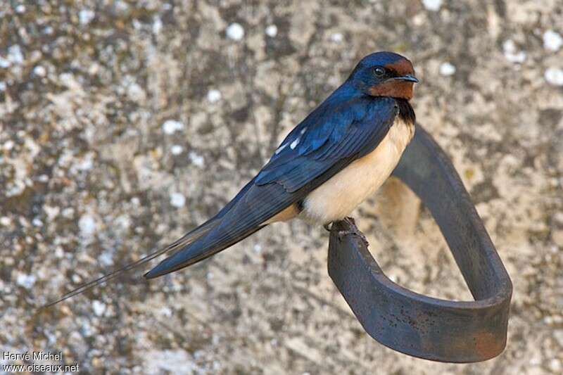 Barn Swallow male adult breeding, identification