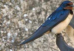 Barn Swallow