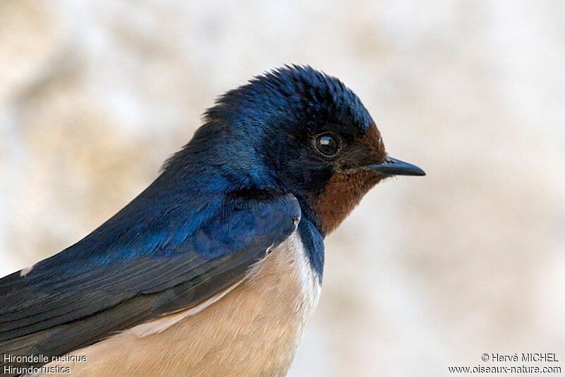 Barn Swallow male adult breeding, identification