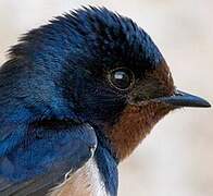 Barn Swallow