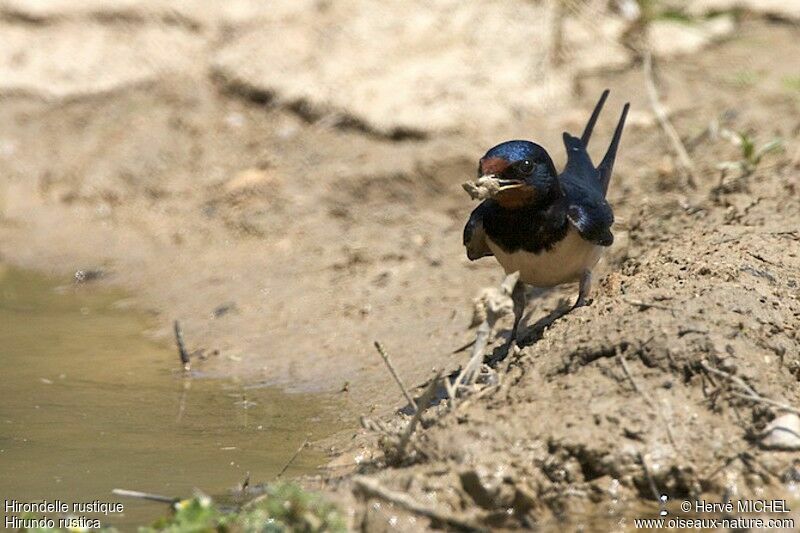 Barn Swallowadult breeding, Behaviour