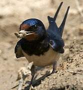 Barn Swallow