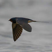 Barn Swallow