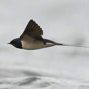 Barn Swallow