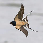 Barn Swallow