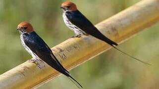 Lesser Striped Swallow