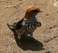 Lesser Striped Swallow