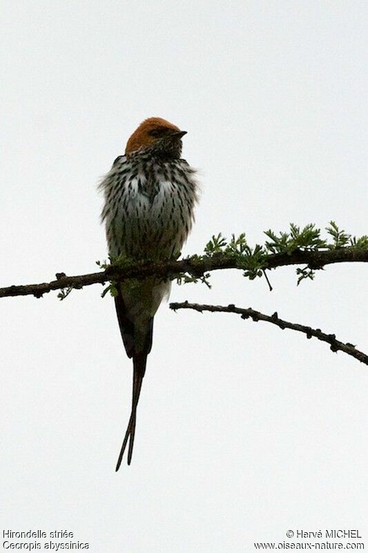 Hirondelle striéeadulte nuptial