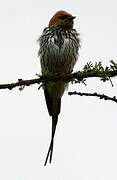 Lesser Striped Swallow