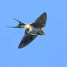 Hirondelle striée