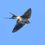 Hirondelle striée