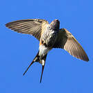Hirondelle striée