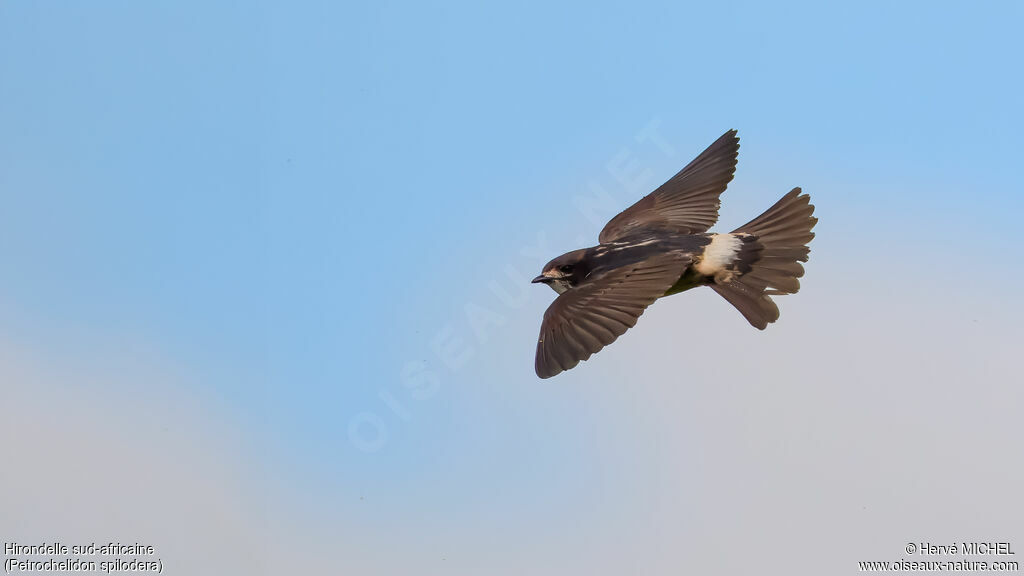 Hirondelle sud-africaine