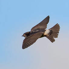 Hirondelle sud-africaine